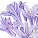 Beverly Allen Agapanthus praecox subsp. Orientalis